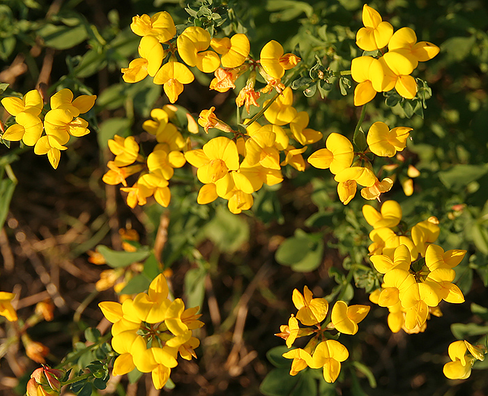 Hornklee (Lotus corniculatus)