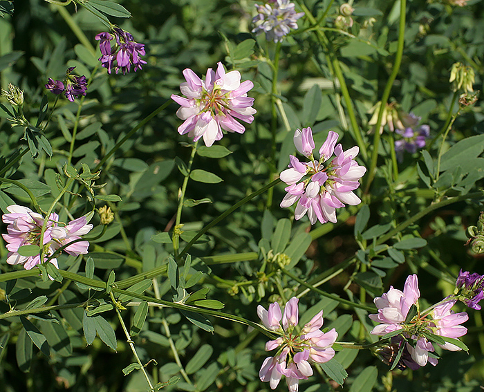 Bunte Kronwicke (Coronilla varia)