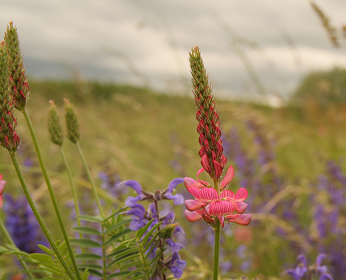 Esparsette (Onobrychis viciifolia)