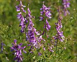 Vogelwicke (Vicia cracca) [3666 views]