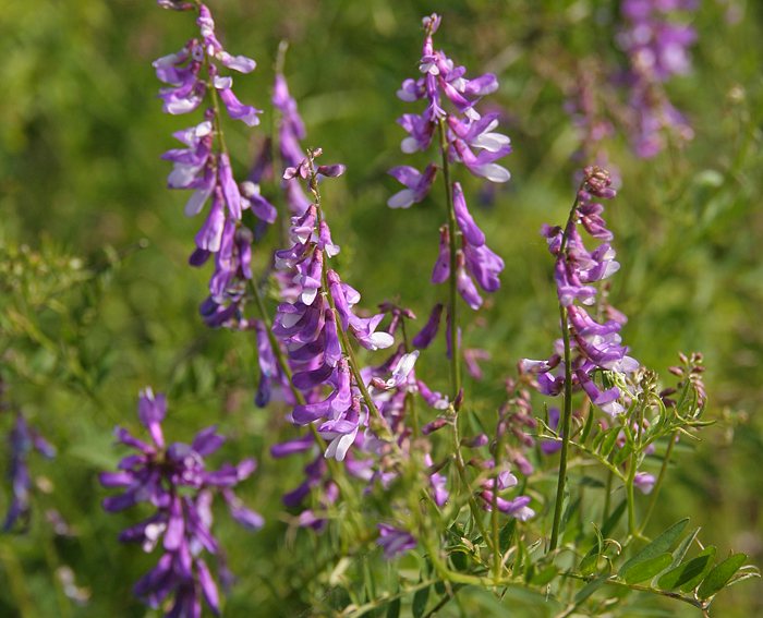 Vogelwicke (Vicia cracca)