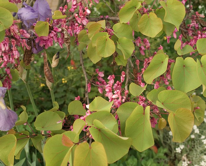 Judasbaum (Cercis siliquastrum)