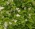 Gewöhnliche Robinie (Robinia pseudoacacia) [2767 views]