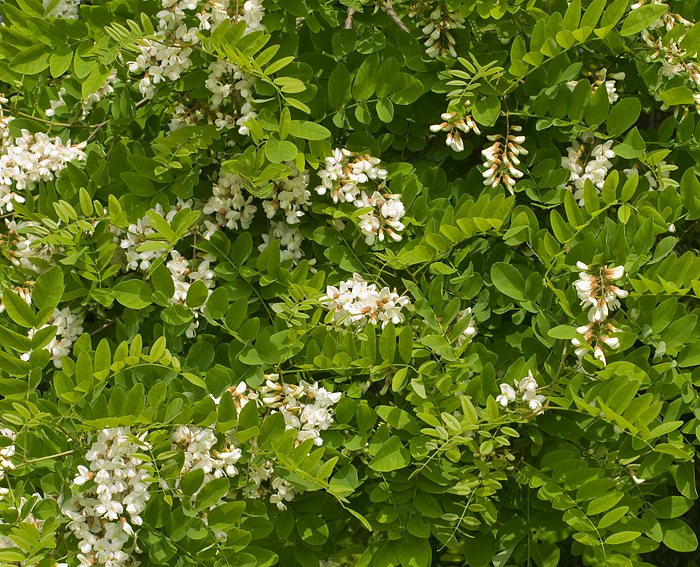 Gewhnliche Robinie (Robinia pseudoacacia)