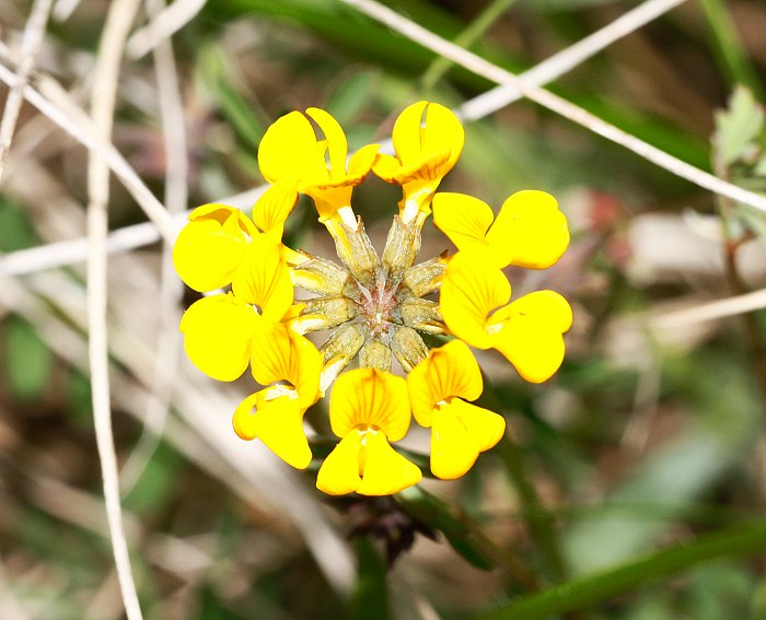 Hufeisenklee (Hippocrepis comosa)