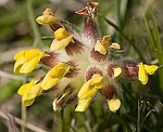 Wundklee (Anthyllis vulneraria) [3473 views]