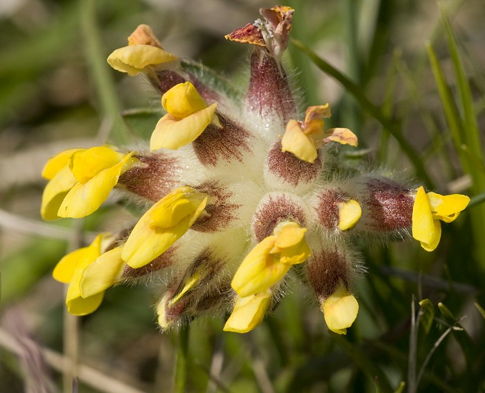 Wundklee (Anthyllis vulneraria)