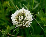 Wei-Klee (Trifolium repens) [3342 views]