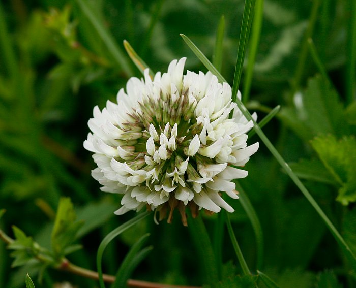 Wei-Klee (Trifolium repens)