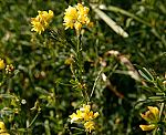 Sichelklee (Medicago falcata) [3448 views]