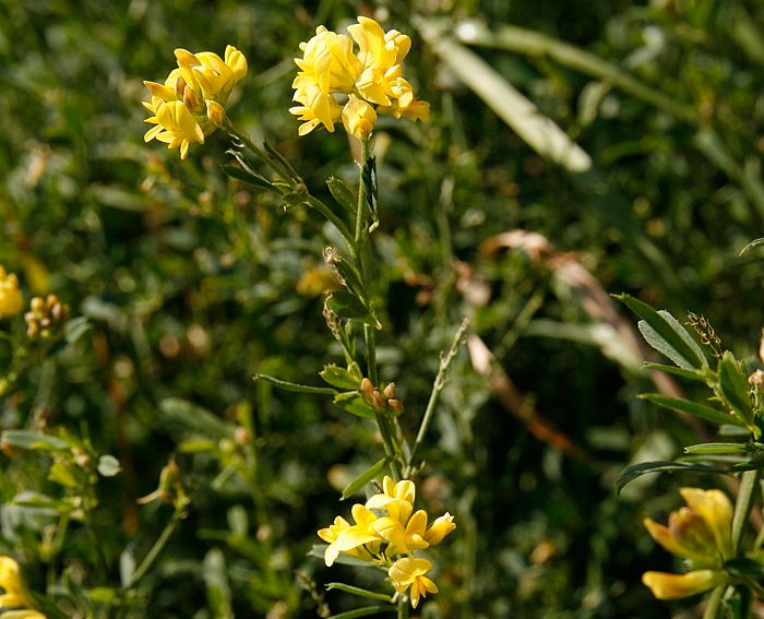 Sichelklee (Medicago falcata)