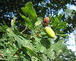 Eiche (Quercus robur), Stil- [4052 views]