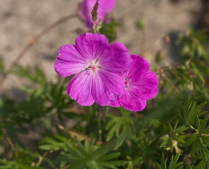 Blutroter Storchschnabel (Geranium sanguineum)