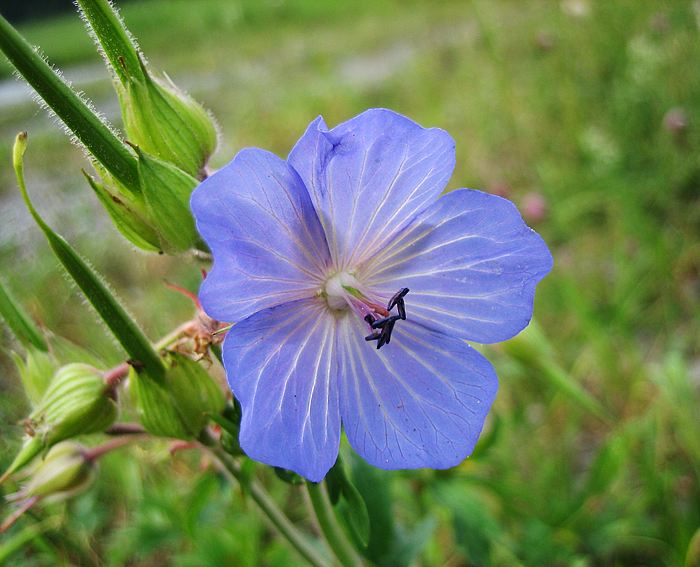 Wiesen-Storchschnabel (Geranium pratense)