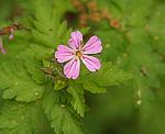 Storchschnabel (Geranium robertianum), Stinkender- [3384 views]