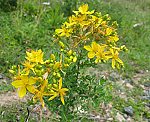 Johanniskraut (Hypericum perforatum) [3587 views]