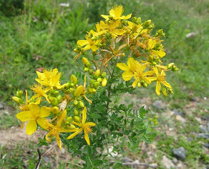 Johanniskraut (Hypericum perforatum)