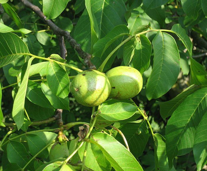 Walnuss (Juglans regia)