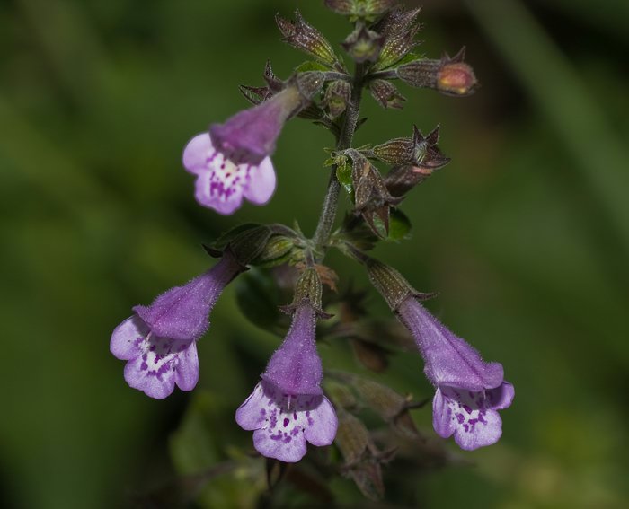 Wald- Bergminze (Calamintha menthifolia)