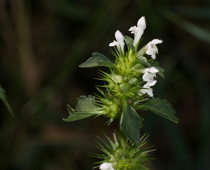 Ufer-Wolfstrapp (Lycopus europaeus)