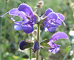 Wiesensalbei (Salvia pratensis) [4120 views]