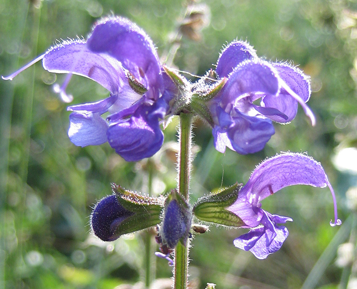 Wiesensalbei (Salvia pratensis)