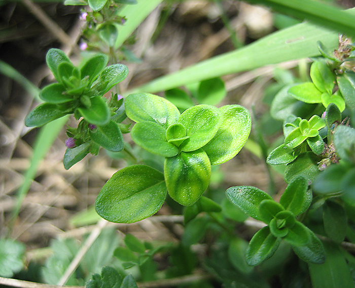 Thymian (Thymus serpyllum)