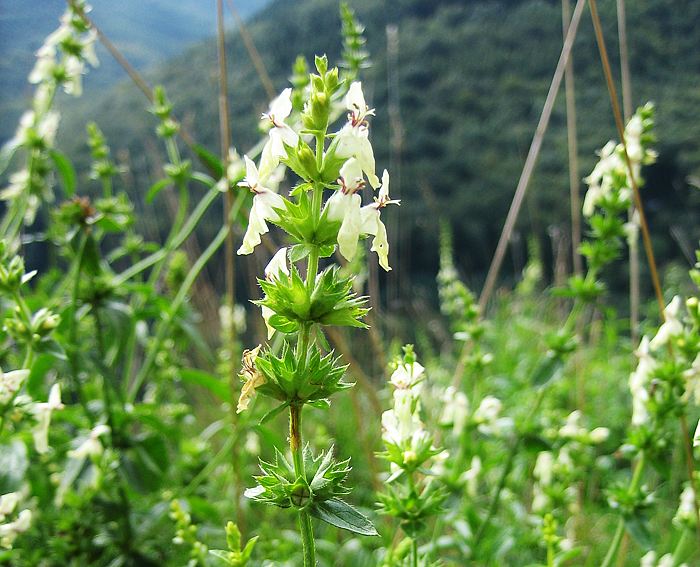 Ziest (Stachys recta), Aufrechter