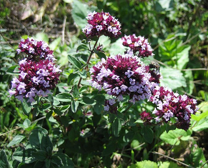 Thymian (Thymus pulegioides), Feld-