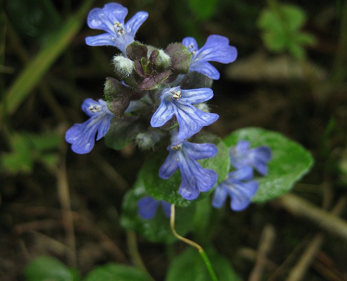 Kriechender Gnsel (ajuja reptans)