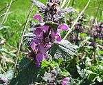 Gefleckte Taubnessel (Lamium maculatum) [4041 views]