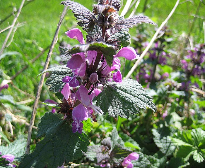 Gefleckte Taubnessel (Lamium maculatum)