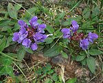 Braunelle (Prunella vulgaris) [3317 views]