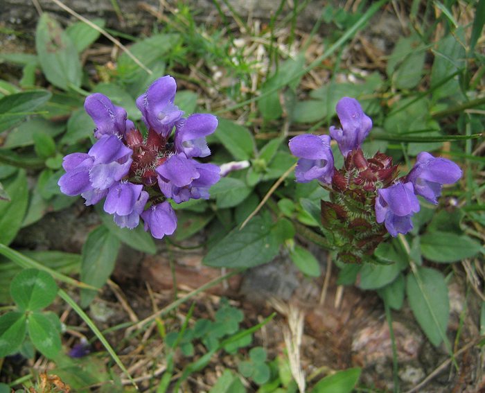 Braunelle (Prunella vulgaris)