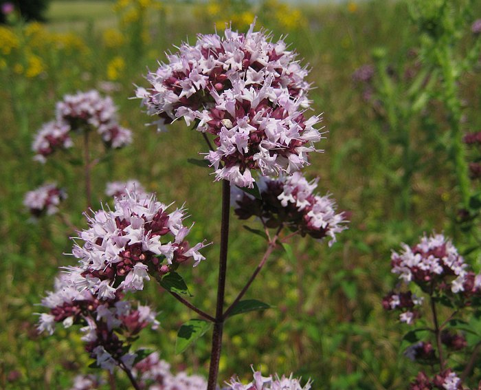 Wilder Dost (Origanum vulgare)