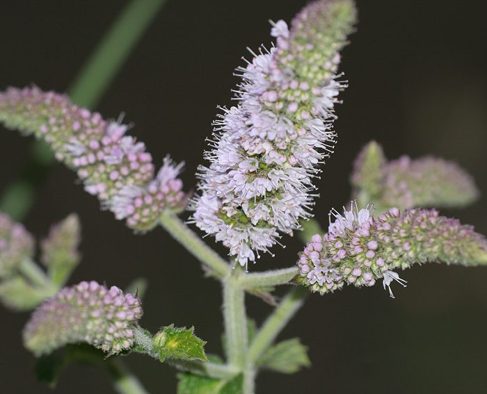 Rossminze (Mentha longifolia)