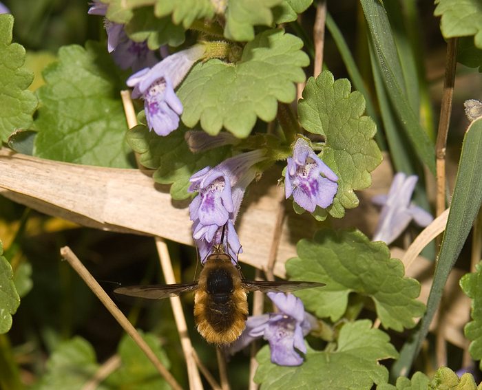 Gundermann (Glechoma henderacea)