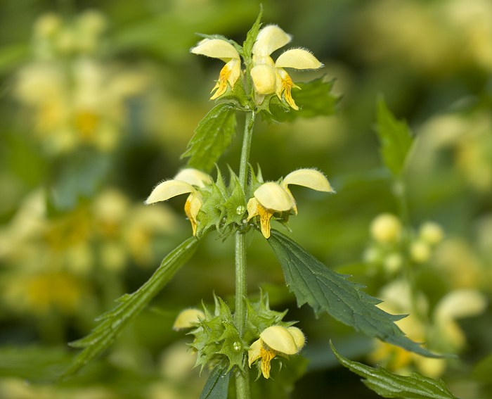 Goldnessel (Lamium galeobdolon)