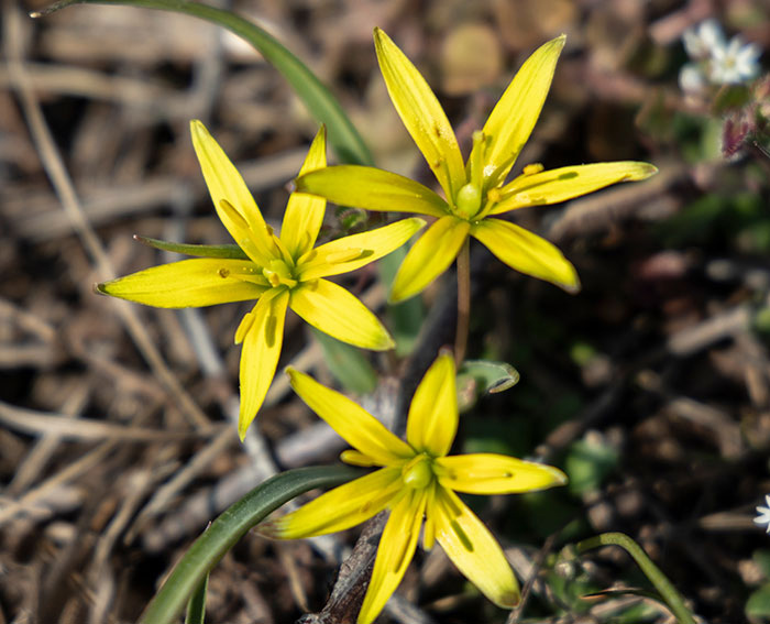 Wiesen-Gelbstern (Gagea pratensis)