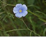 Ausdauernder Lein (Linum perenne) [3234 views]