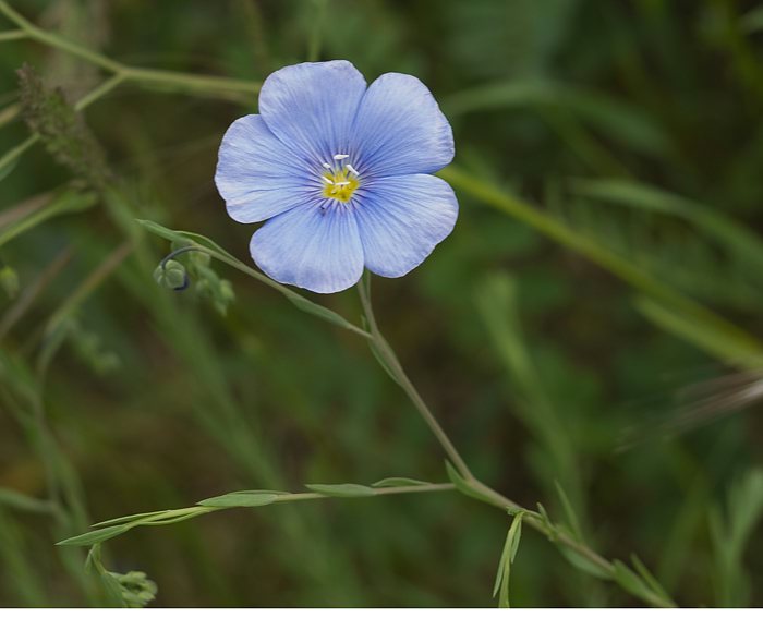 Ausdauernder Lein (Linum perenne)