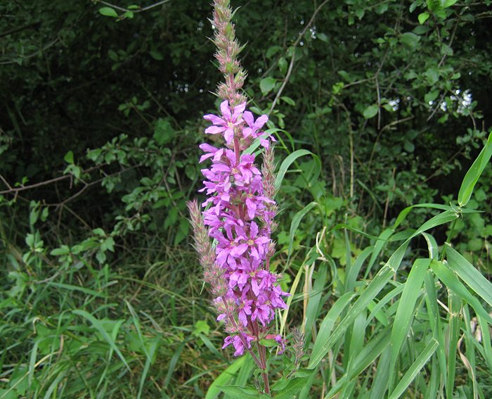 Blutweiderich (Lythrum salicaria)