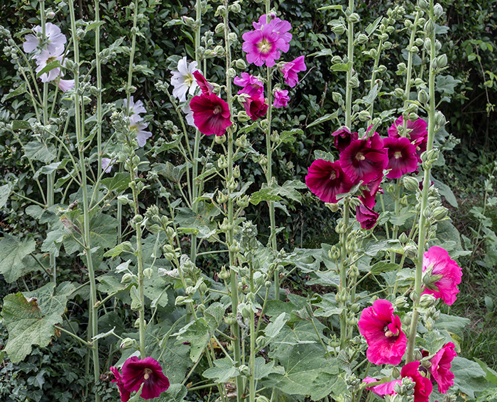 Gewhnliche Stockrose (Alcea rosea)