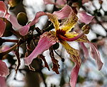 Florettseidenbaum (Ceiba speciosa) [1187 views]