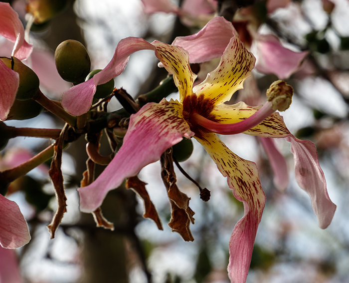 Florettseidenbaum (Ceiba speciosa)