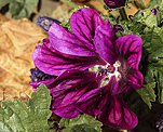 Mauretanische Malve (Malva sylvestris subsp. mauritiana) [1241 views]