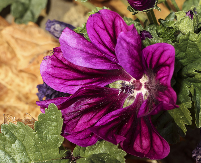 Mauretanische Malve (Malva sylvestris subsp. mauritiana)