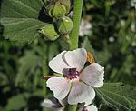 Eibisch (Althaea officinalis), Echter- [3008 views]