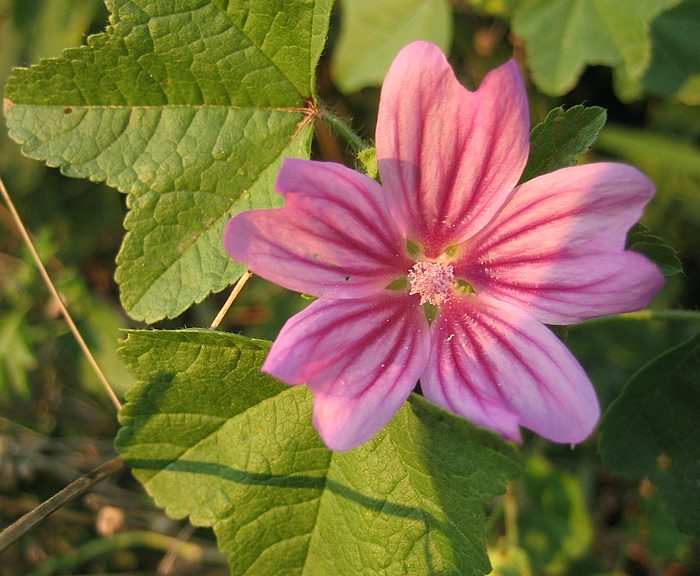 Wilde Malve (Malva sylvestris)