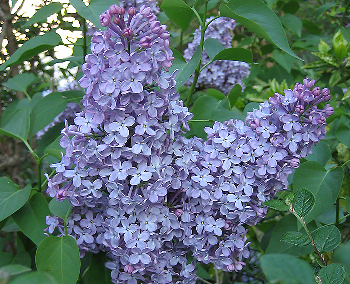 Flieder (Syringa vulgaris)